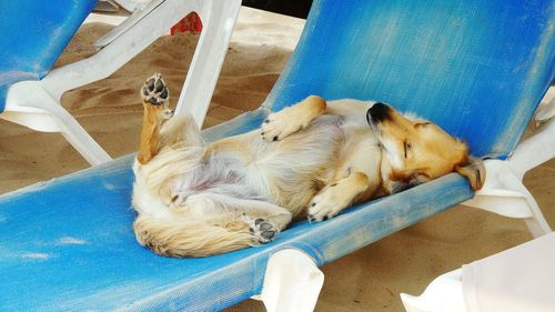 High angle view of dog sleeping