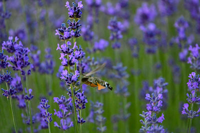 Close-up of bee on purple flowers