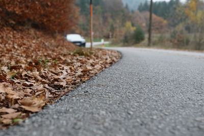 Surface level of road amidst leaves in city
