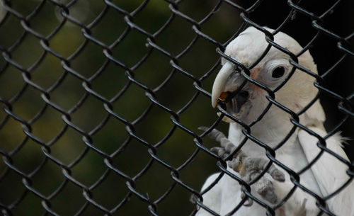 Close-up of chainlink fence in cage at zoo