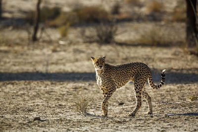 Cheetah walking on field