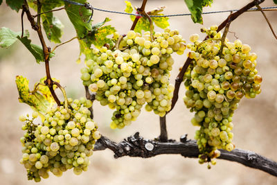 Bunch on grapes growing outdoors