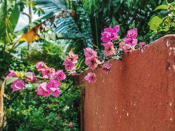 Close-up of pink flowering plant