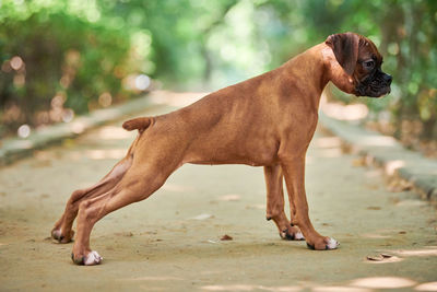 Close-up of dog standing on sand at beach