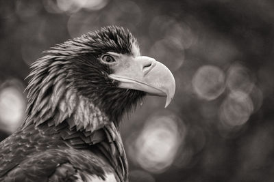 Close-up of eagle against blurred background