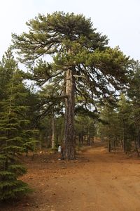 Trees in forest against sky