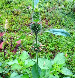 High angle view of flowering plant on field