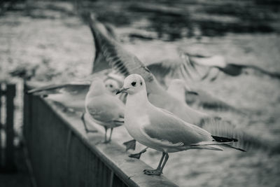 Close-up of seagull perching on railing