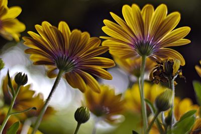 Close-up of yellow flowering plant