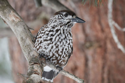 Close-up of bird perching on branch