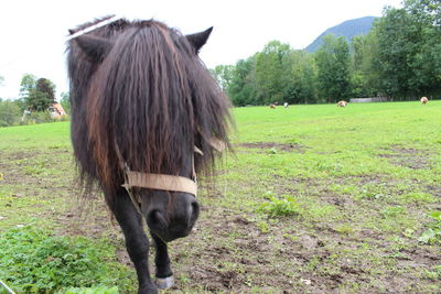 Horse in a field