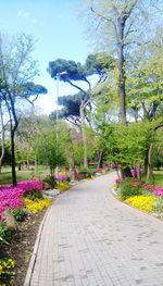 Flowers growing on tree against sky