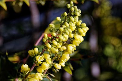 Close-up of yellow flowering plant