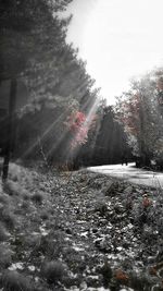 Trees on snow covered field against sky