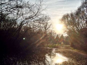 Sun shining through trees