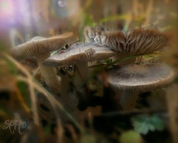 Close-up of plant against blurred background