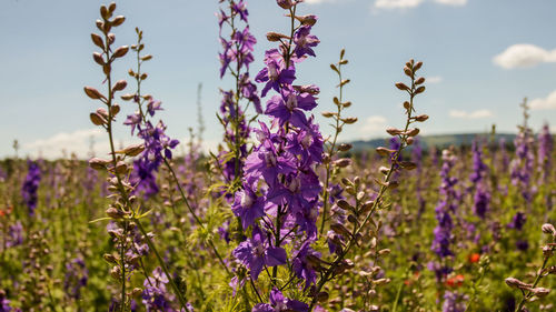 Close-up of purple flowering plants on field against sky