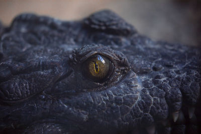 Close-up of a lizard