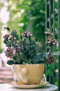 Close-up of potted plant on table