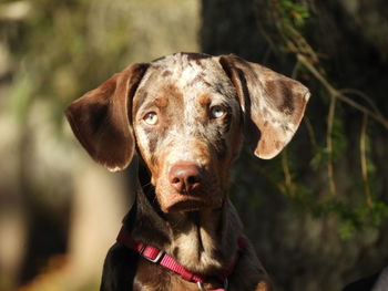 Close-up portrait of dog outdoors