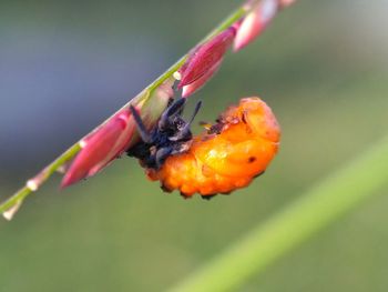 Close-up of ladybug on flower