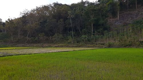 Grass growing on field