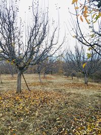 Trees growing on field during autumn