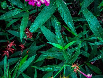 High angle view of wet plants during rainy season