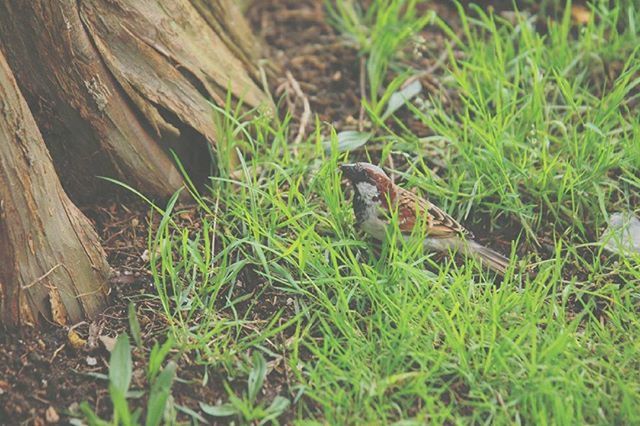 animal themes, one animal, animals in the wild, wildlife, grass, mammal, field, plant, high angle view, nature, reptile, green color, day, outdoors, growth, grassy, no people, selective focus, relaxation, lizard