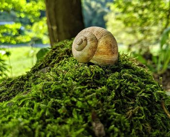 Close-up of snail on moss