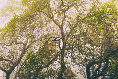 Low angle view of trees against sky