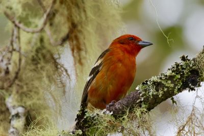 Close-up of bird perching on tree