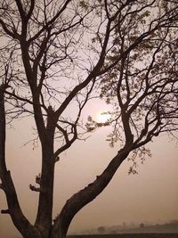 Silhouette bare tree against sky during sunset