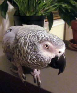 Close-up of bird against blurred background