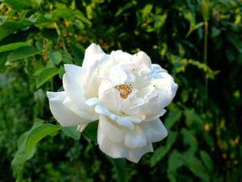 Close-up of flower blooming outdoors