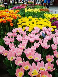 Close-up of yellow tulips blooming outdoors