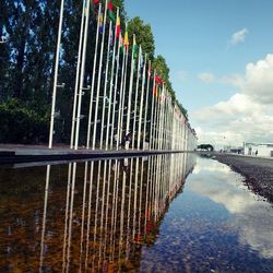 Reflection of trees in water