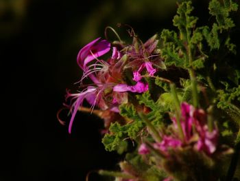 Close-up of purple flowers