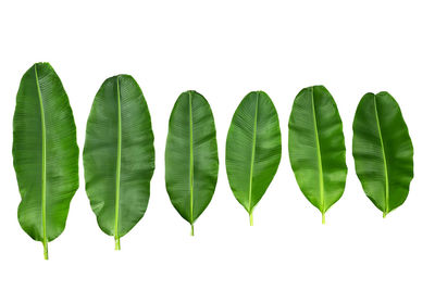 Close-up of green leaves against white background