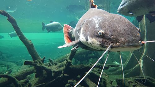 Fish swimming in sea