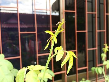 Close-up of plant growing outdoors