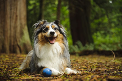 Australian shepherd sitting on field in forest