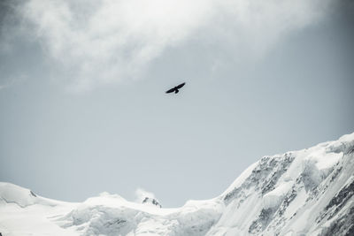 Black crows flying over mountain peaks