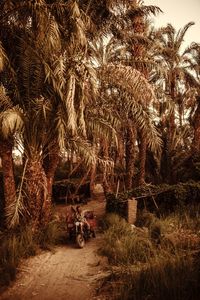 Palm trees on field against sky