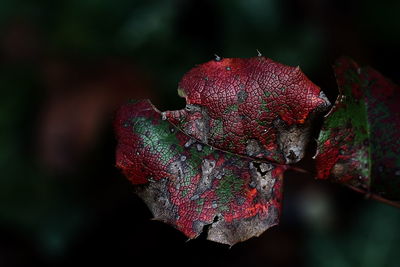 Close-up of red leaf