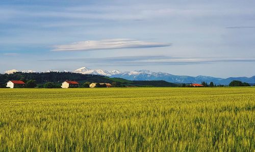 Scenic view of agricultural field against sky