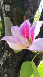 Close-up of pink flowers