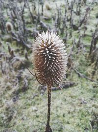 Close-up of dandelion