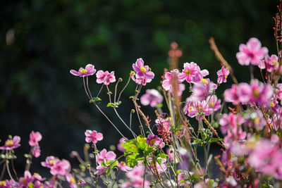 Close-up of pink flowers blooming outdoors