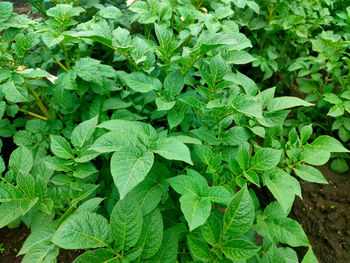 High angle view of leaves growing on field